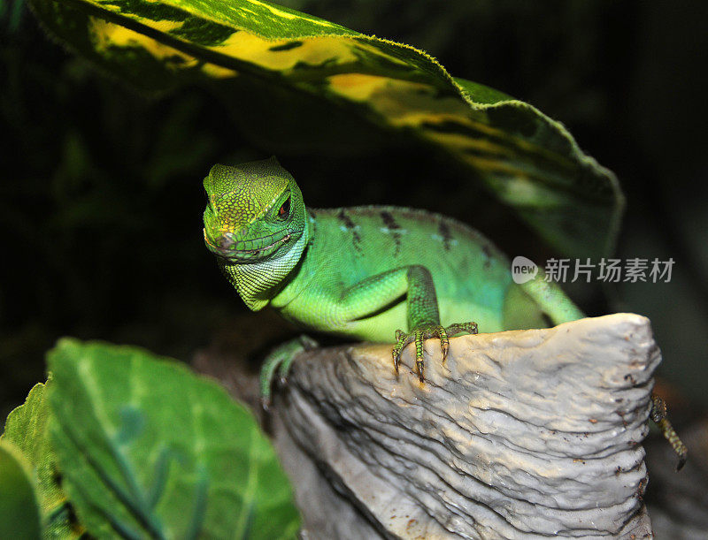 绿蜥蜴 Basiliscus lumifrons